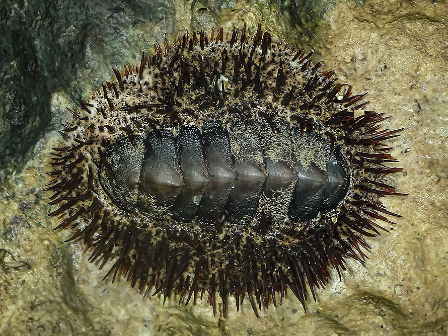 Acanthopleura spinosa